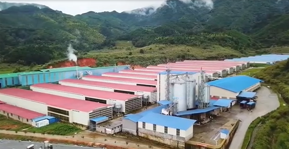 Fujian laying chicken manure treatment project